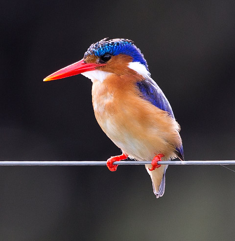 Malachite Kingfisher